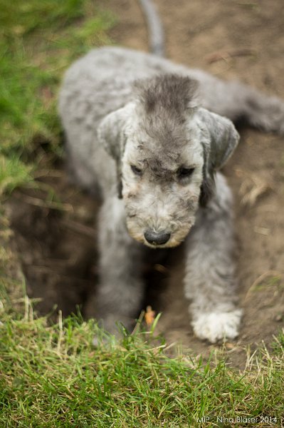 2014-08-02 Cherry etc.-9273.jpg - 14 Wochen / 14 weeks
